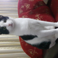 Tuxedo (Smokin) Kedi, Kedi  Mırmır fotoğrafı