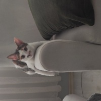 Tekir Kedi, Kedi  bal fotoğrafı