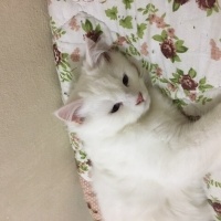 British Longhair, Kedi  pamuk fotoğrafı