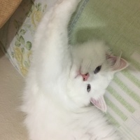 British Longhair, Kedi  pamuk fotoğrafı