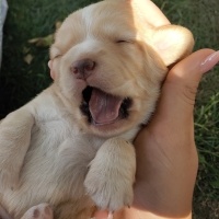Golden Retriever, Köpek  Behlül fotoğrafı