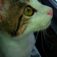Bombay, Kedi  Fistik fotoğrafı