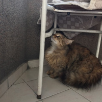 Tekir Kedi, Kedi  binnaz fotoğrafı