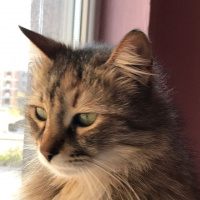 Tekir Kedi, Kedi  binnaz fotoğrafı