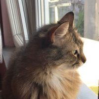 Tekir Kedi, Kedi  binnaz fotoğrafı
