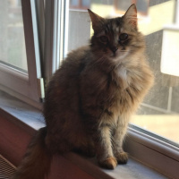 Tekir Kedi, Kedi  binnaz fotoğrafı