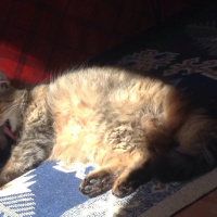Tekir Kedi, Kedi  binnaz fotoğrafı
