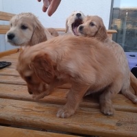 Golden Retriever, Köpek  Golden cocker retriever fotoğrafı