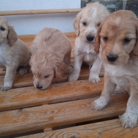 Golden Retriever, Köpek  Golden cocker retriever fotoğrafı