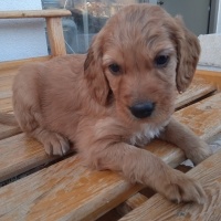 Golden Retriever, Köpek  Golden cocker retriever fotoğrafı