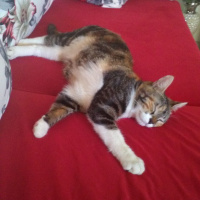 Abyssinian, Kedi  Şımarık  fotoğrafı