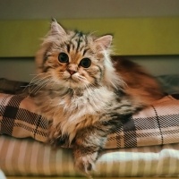 British Longhair, Kedi  Lady fotoğrafı