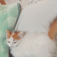 York Chocolate, Kedi  Pamuk fotoğrafı