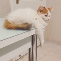 York Chocolate, Kedi  Pamuk fotoğrafı