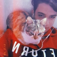 York Chocolate, Kedi  Pamuk fotoğrafı