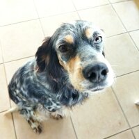 İngiliz Setter, Köpek  Luna fotoğrafı