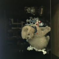 Scottish Fold, Kedi  Pertev fotoğrafı