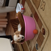 Sokö (Sokak Köpeği), Köpek  Kaptan  fotoğrafı