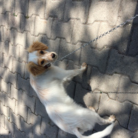 Sokö (Sokak Köpeği), Köpek  Kaptan  fotoğrafı