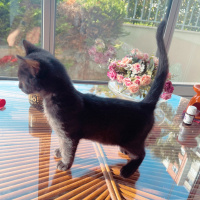 Bombay, Kedi  Gece fotoğrafı