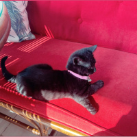 Bombay, Kedi  Gece fotoğrafı