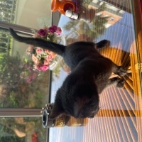 Bombay, Kedi  Gece fotoğrafı