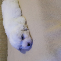 Maltese, Köpek  Nisan fotoğrafı