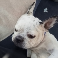 Fransız Bulldog, Köpek  İsabella fotoğrafı