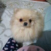 Pomeranyalı, Köpek  Linda fotoğrafı