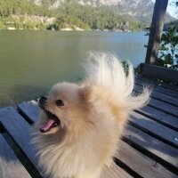 Pomeranyalı, Köpek  Linda fotoğrafı