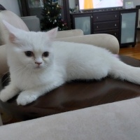 Brazilian Shorthair, Kedi  Duman fotoğrafı