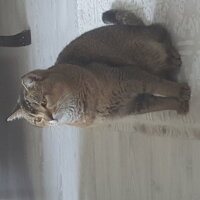 British Longhair, Kedi  Miyaki fotoğrafı