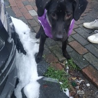 Labrador Retriever, Köpek  Sufle fotoğrafı