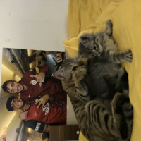 Tekir Kedi, Kedi  Toprak fotoğrafı