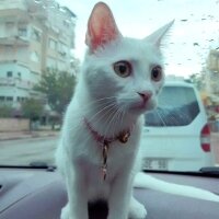 Ankara Kedisi, Kedi  MİA fotoğrafı