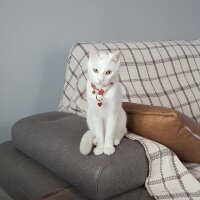 Ankara Kedisi, Kedi  MİA fotoğrafı