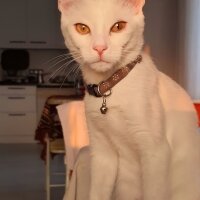 Ankara Kedisi, Kedi  MİA fotoğrafı