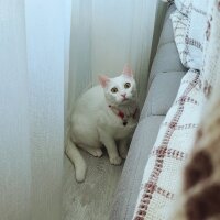 Ankara Kedisi, Kedi  MİA fotoğrafı