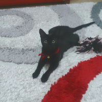 Tekir Kedi, Kedi  Uğur fotoğrafı