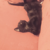 Tekir Kedi, Kedi  Uğur fotoğrafı