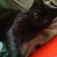 Tekir Kedi, Kedi  Uğur fotoğrafı