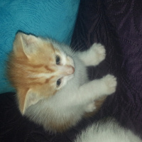 Tekir Kedi, Kedi  Tarçın  fotoğrafı