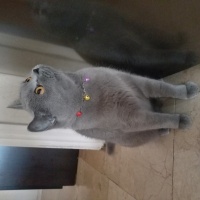 British Shorthair, Kedi  Lokum fotoğrafı