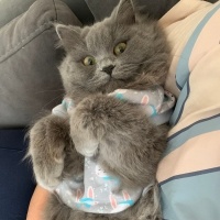 British Longhair, Kedi  Gece fotoğrafı