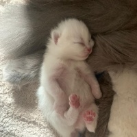 British Longhair, Kedi  Gece fotoğrafı
