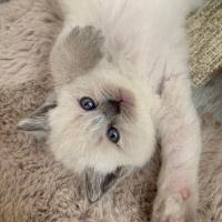British Longhair, Kedi  Gece fotoğrafı
