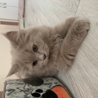 British Longhair, Kedi  Gece fotoğrafı