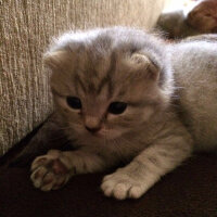 Scottish Fold, Kedi  Lena fotoğrafı