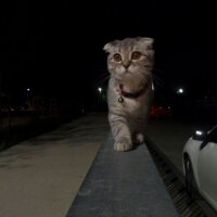 Scottish Fold, Kedi  Lena fotoğrafı