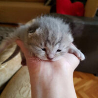 Scottish Fold, Kedi  Lena fotoğrafı